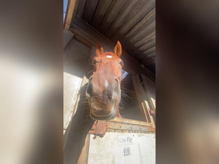 Hannoveraner Wallach 12 Jahre 175 cm  in Rabenau