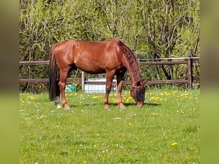 Hannoveraner Wallach 12 Jahre 175 cm  in Rabenau