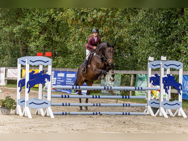 Hannoveraner Wallach 12 Jahre 175 cm Dunkelbrauner in Emskirchen