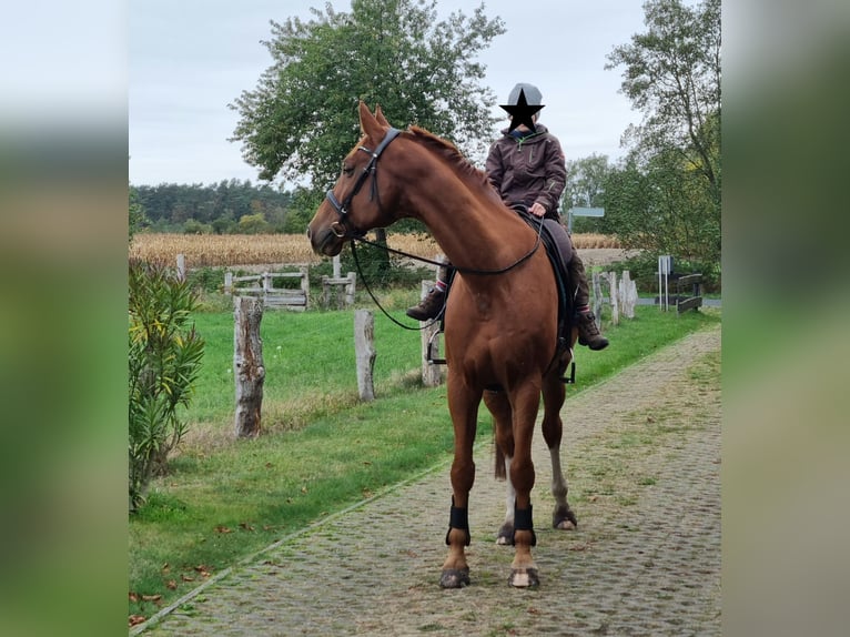 Hannoveraner Wallach 12 Jahre 175 cm Fuchs in Nienburg (Weser) Holtorf
