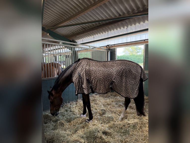 Hannoveraner Wallach 12 Jahre 175 cm  in Isernhagen