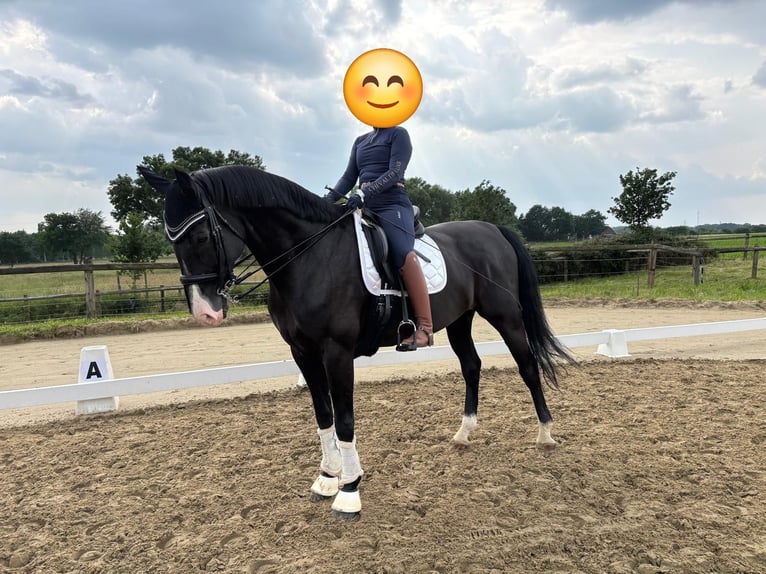 Hannoveraner Wallach 12 Jahre 176 cm Rappe in Oer