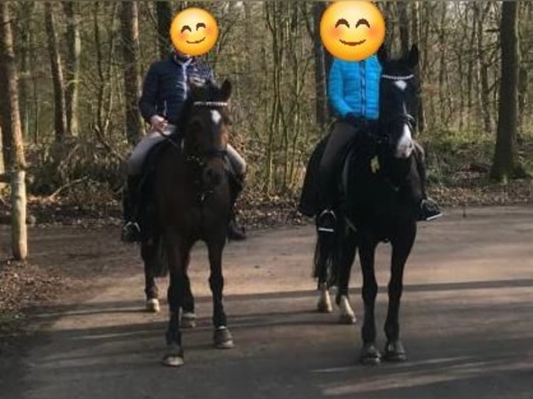 Hannoveraner Wallach 12 Jahre 176 cm Rappe in Oer