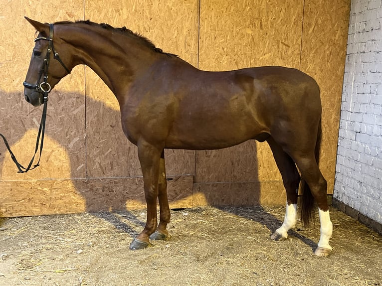 Hannoveraner Wallach 12 Jahre 178 cm Dunkelfuchs in Hamm