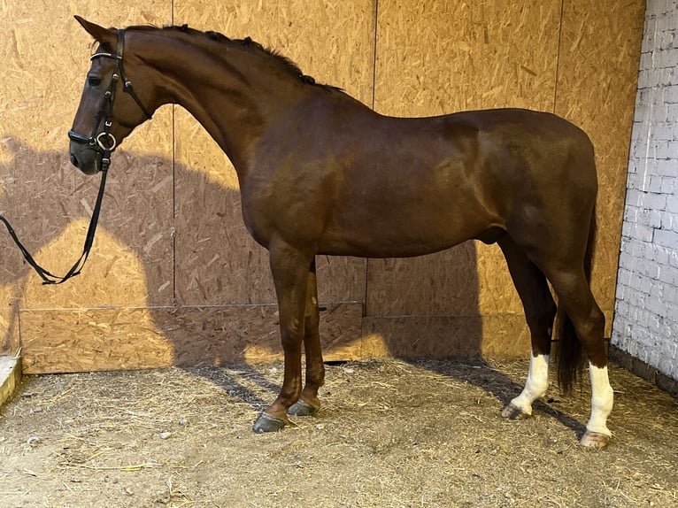 Hannoveraner Wallach 12 Jahre 178 cm Dunkelfuchs in Hamm