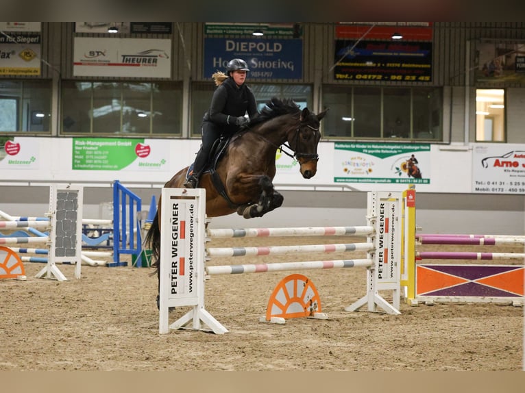 Hannoveraner Wallach 12 Jahre 179 cm Brauner in Buxtehude