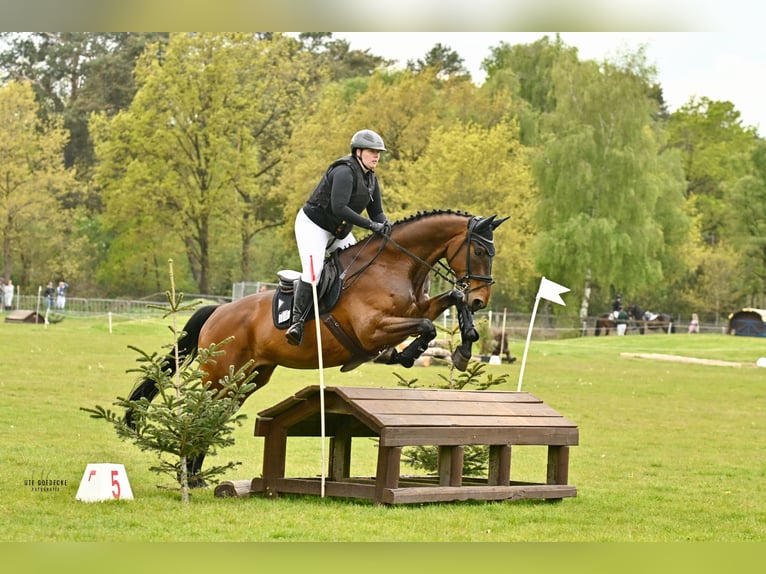 Hannoveraner Wallach 12 Jahre 179 cm Brauner in Buxtehude
