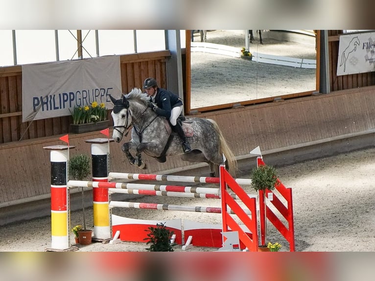 Hannoveraner Wallach 12 Jahre 179 cm Schimmel in Babenhausen