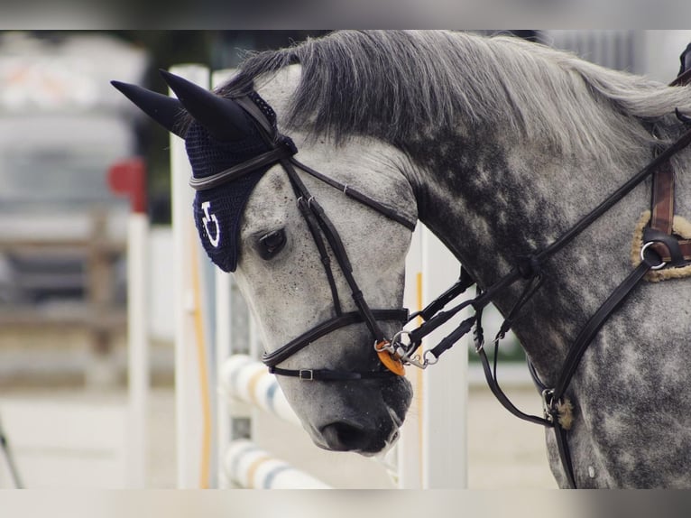 Hannoveraner Wallach 12 Jahre 179 cm Schimmel in Oploo
