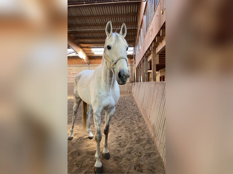 Hannoveraner Wallach 12 Jahre 180 cm Apfelschimmel in Roxheim