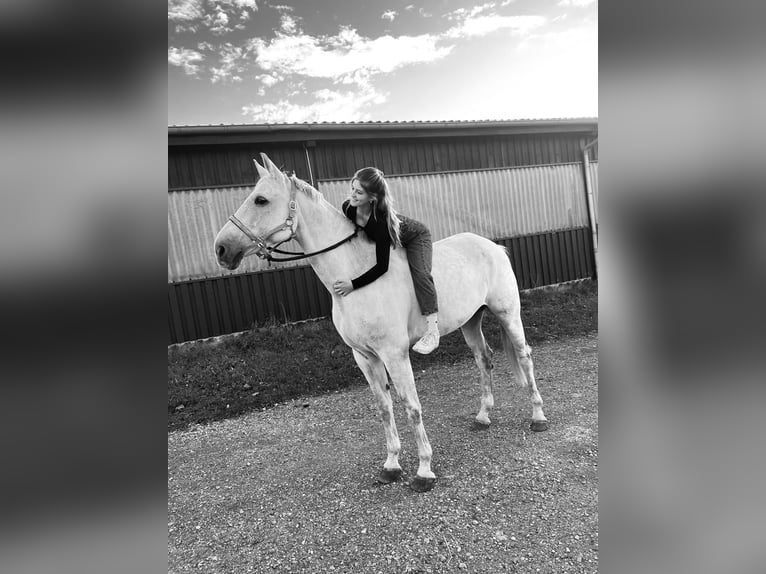 Hannoveraner Wallach 12 Jahre 180 cm Apfelschimmel in Roxheim