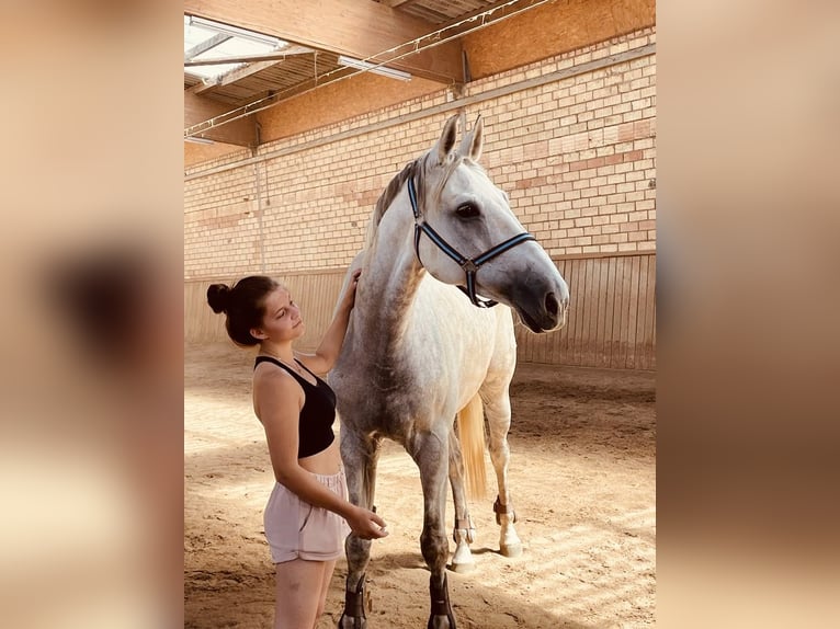 Hannoveraner Wallach 12 Jahre 180 cm Apfelschimmel in Roxheim