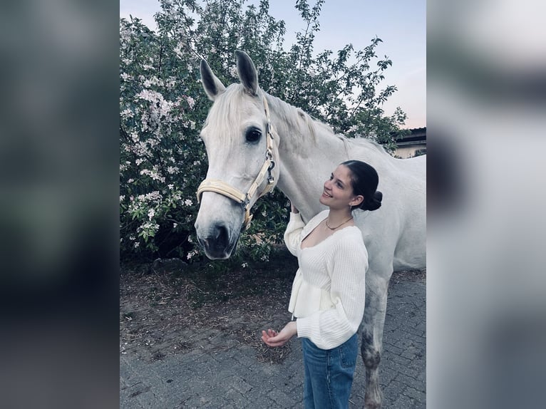 Hannoveraner Wallach 12 Jahre 180 cm Apfelschimmel in Roxheim