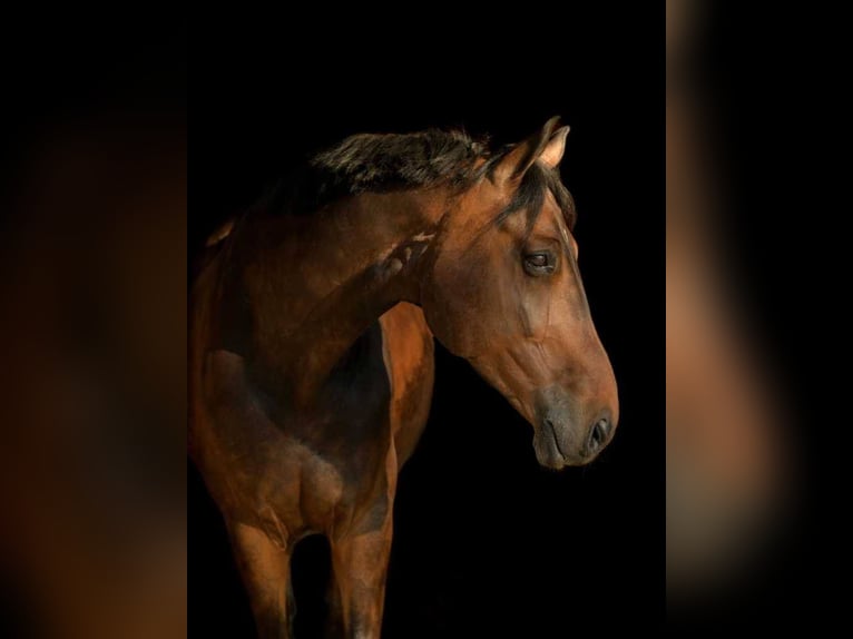 Hannoveraner Wallach 12 Jahre 180 cm Brauner in Gossau ZH