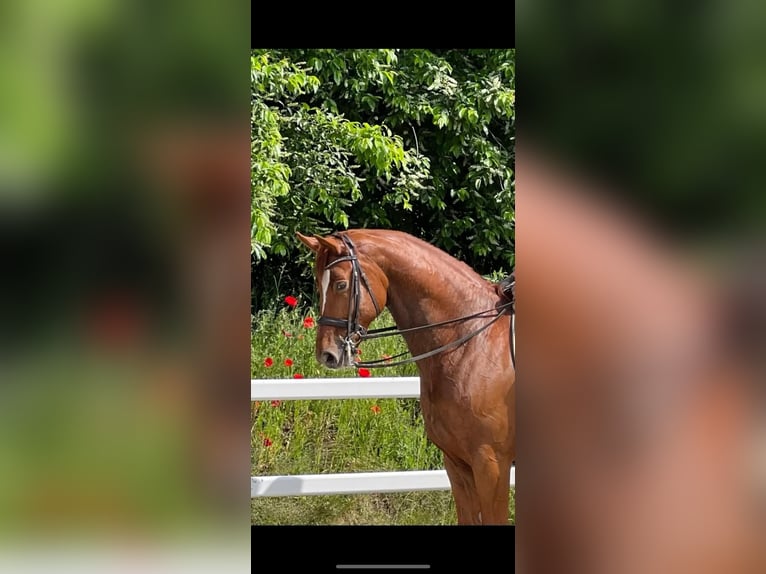 Hannoveraner Wallach 12 Jahre 180 cm Fuchs in Neu Wulmstorf