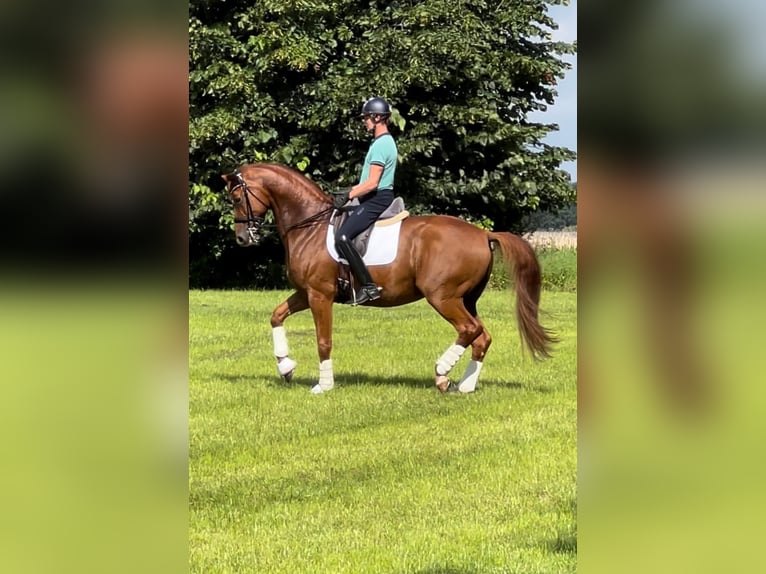 Hannoveraner Wallach 12 Jahre 180 cm Fuchs in Neu Wulmstorf