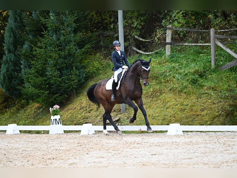 Hannoveraner Wallach 12 Jahre 183 cm Dunkelbrauner in Innsbruck Hannoveraner Wallach 12 Jahre 183 cm Dunkelbrauner in Innsbruck