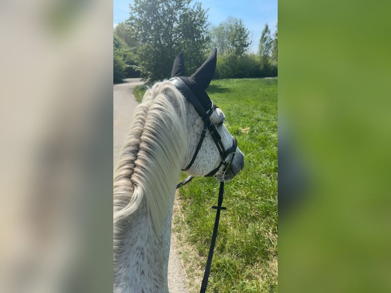 Hannoveraner Wallach 12 Jahre 186 cm in Nordstemmen