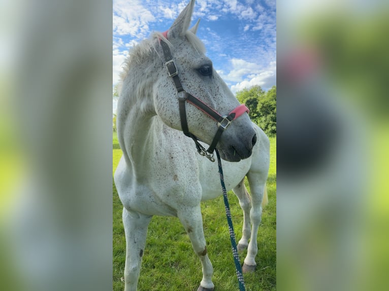 Hannoveraner Wallach 12 Jahre 186 cm in Nordstemmen