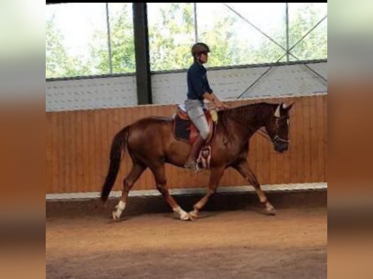 Hannoveraner Wallach 13 Jahre 158 cm Dunkelfuchs in Hude (Oldenburg)