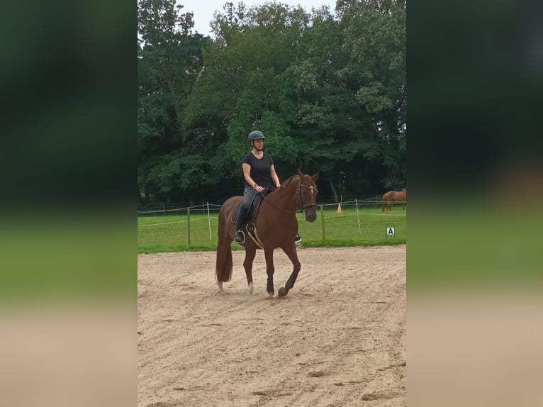 Hannoveraner Wallach 13 Jahre 158 cm Dunkelfuchs in Hude (Oldenburg)