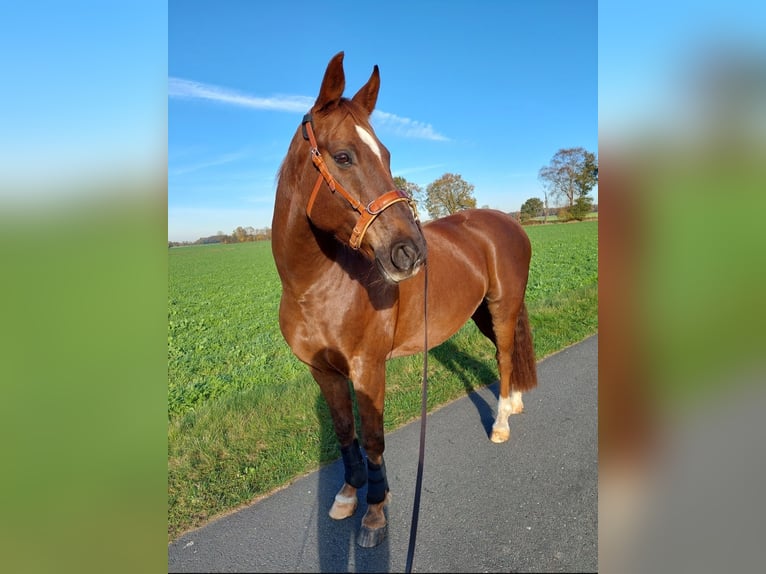 Hannoveraner Wallach 13 Jahre 158 cm Dunkelfuchs in Hude (Oldenburg)