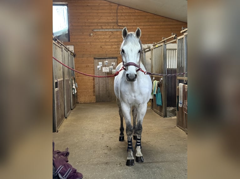 Hannoveraner Wallach 13 Jahre 158 cm White in St. Valentin
