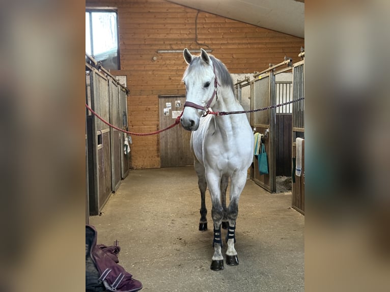Hannoveraner Wallach 13 Jahre 158 cm White in St. Valentin