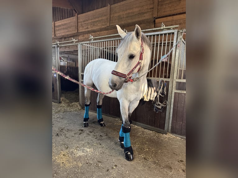 Hannoveraner Wallach 13 Jahre 158 cm White in St. Valentin