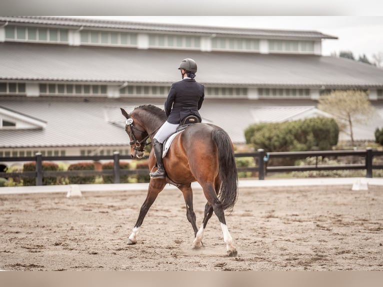 Hannoveraner Wallach 13 Jahre 163 cm Rotbrauner in Ridgefield, WA