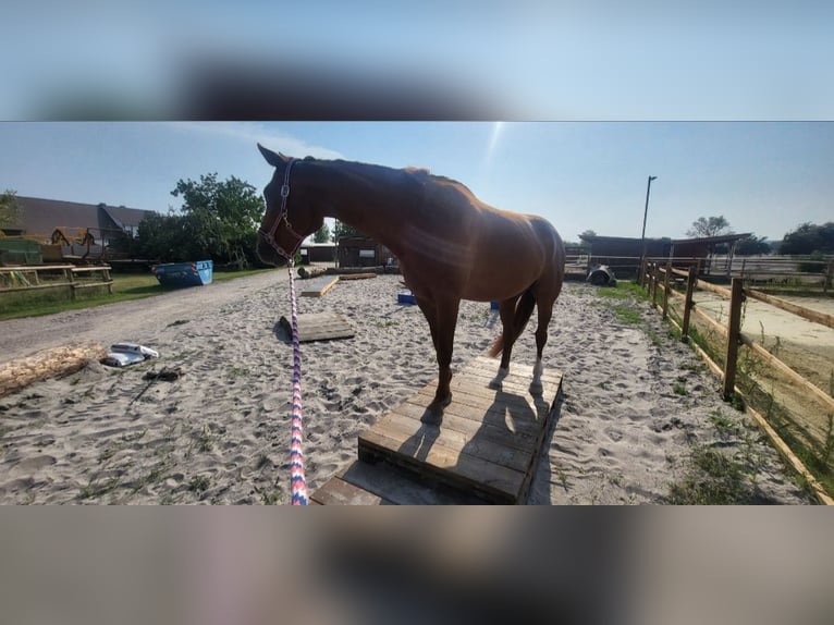 Hannoveraner Wallach 13 Jahre 164 cm Fuchs in Trebur