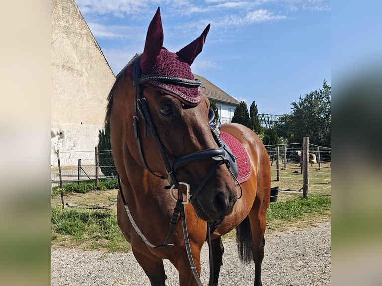 Hannoveraner Wallach 13 Jahre 165 cm Brauner in Burgau