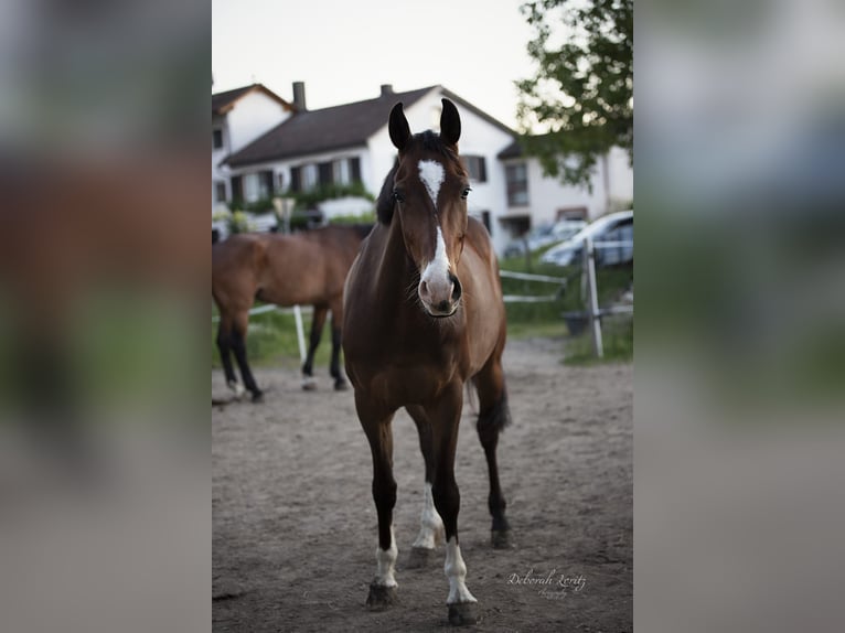 Hannoveraner Wallach 13 Jahre 165 cm Brauner in Freiburg im Breisgau