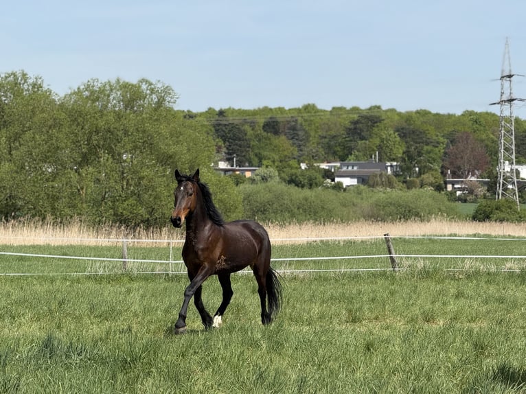 Hannoveraner Mix Wallach 13 Jahre 165 cm Dunkelbrauner in Didderse