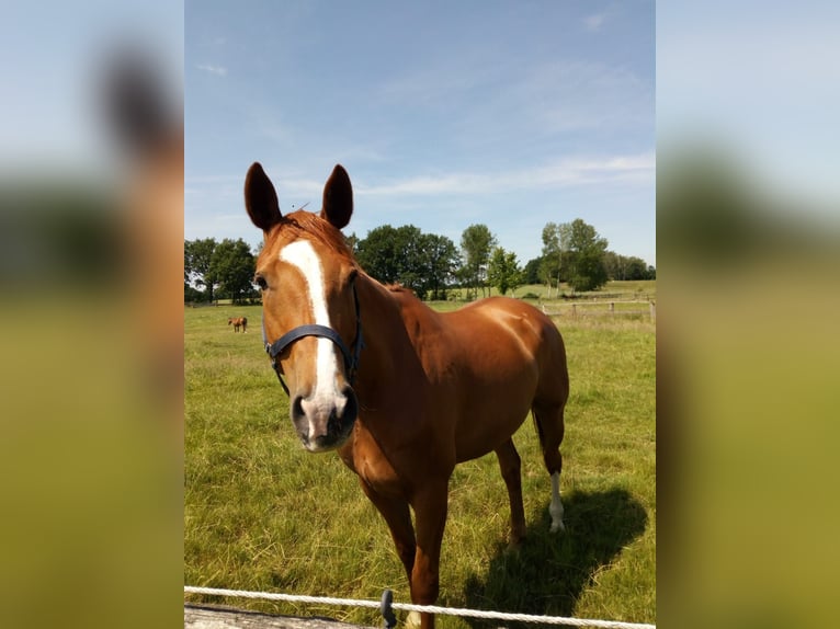 Hannoveraner Wallach 13 Jahre 165 cm Fuchs in Toppenstedt