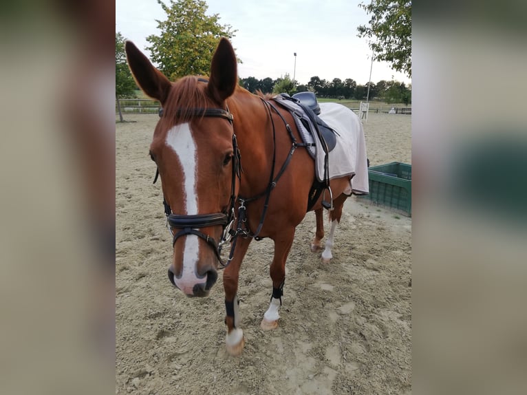 Hannoveraner Wallach 13 Jahre 165 cm Fuchs in Toppenstedt