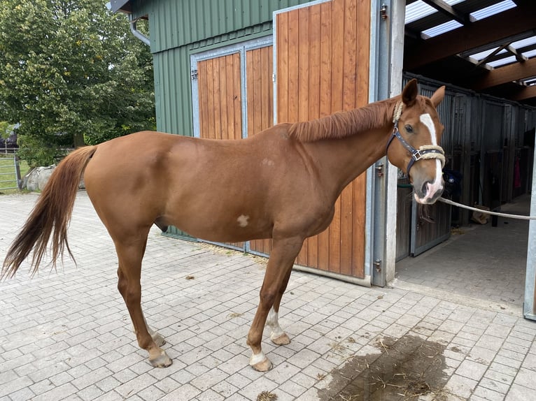 Hannoveraner Wallach 13 Jahre 165 cm Fuchs in Toppenstedt