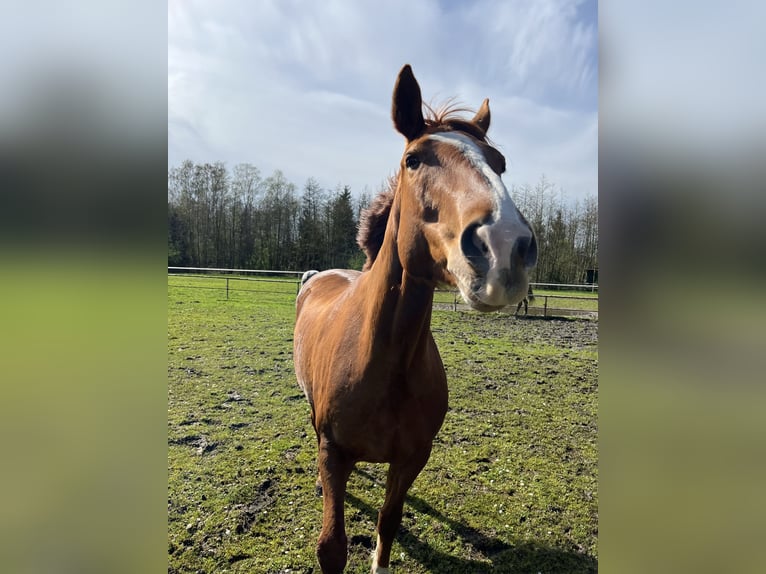 Hannoveraner Wallach 13 Jahre 165 cm Fuchs in Toppenstedt