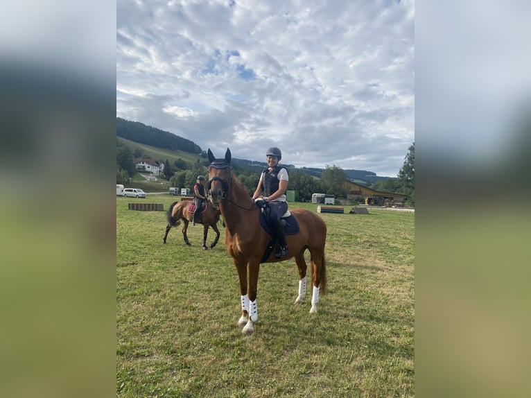 Hannoveraner Wallach 13 Jahre 165 cm Fuchs in Oberwaltersdorf
