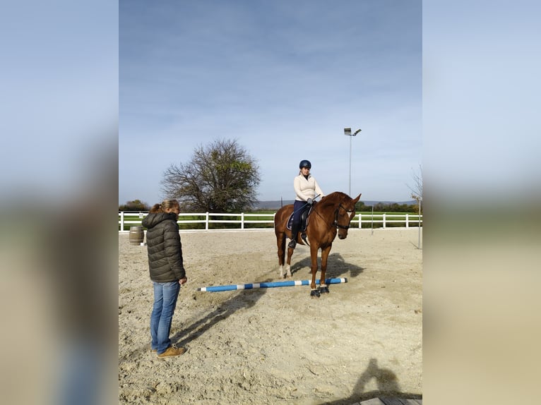 Hannoveraner Wallach 13 Jahre 165 cm Fuchs in Oberwaltersdorf