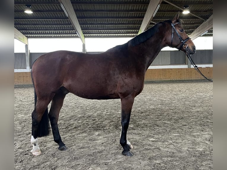 Hannoveraner Wallach 13 Jahre 166 cm  in NeumünsterTasdorf