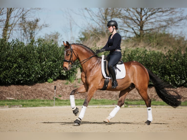 Hannoveraner Wallach 13 Jahre 167 cm Brauner in Lage