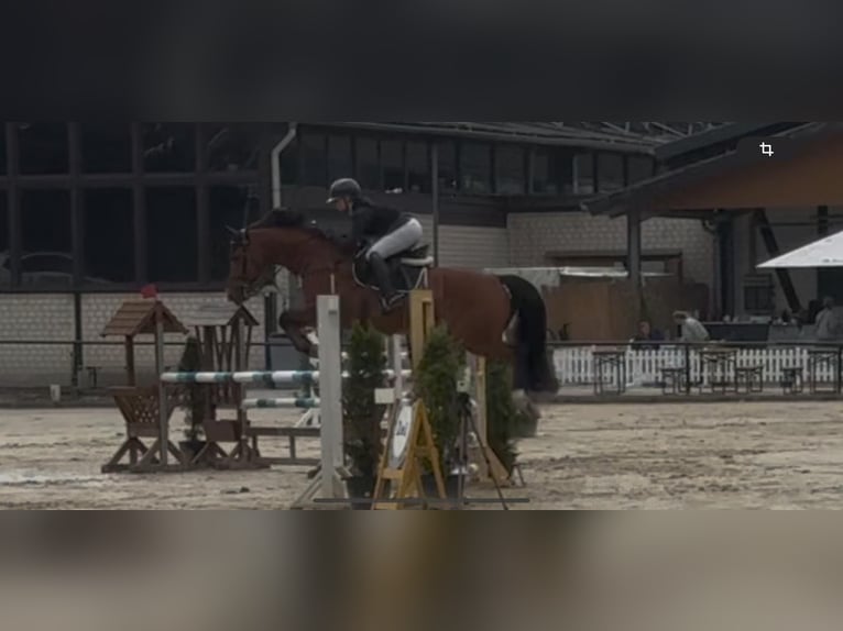 Hannoveraner Wallach 13 Jahre 167 cm Brauner in Kamen