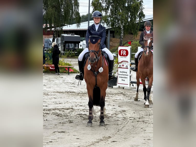 Hannoveraner Wallach 13 Jahre 167 cm Brauner in Kamen