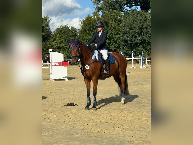 Hannoveraner Wallach 13 Jahre 167 cm Brauner in Kamen