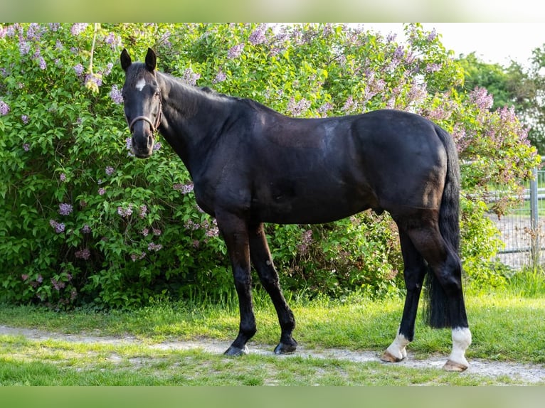 Hannoveraner Wallach 13 Jahre 167 cm Schwarzbrauner in Groß-Gerau