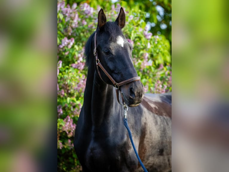 Hannoveraner Wallach 13 Jahre 167 cm Schwarzbrauner in Groß-Gerau