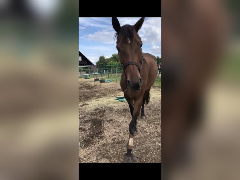 Hannoveraner Wallach 13 Jahre 168 cm Brauner in Dinslaken