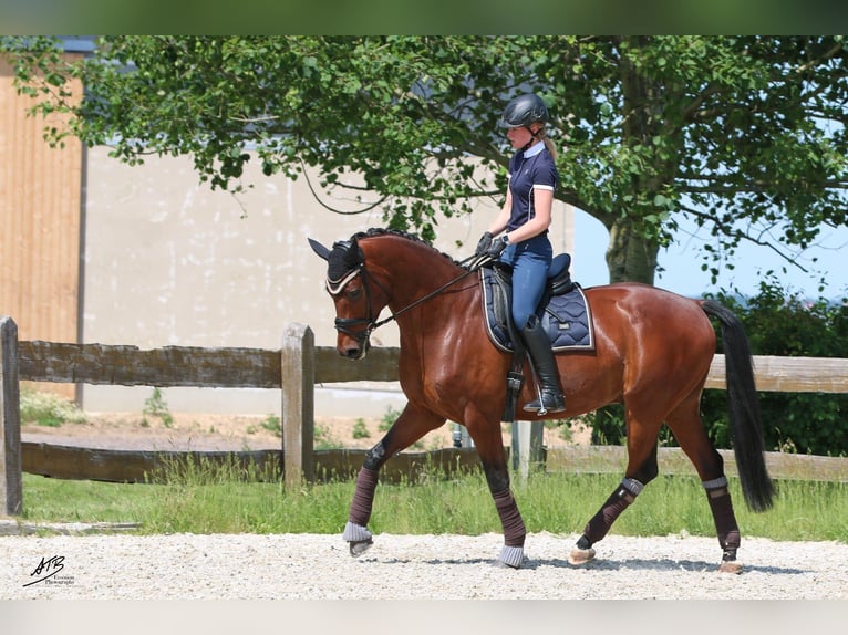Hannoveraner Wallach 13 Jahre 168 cm Brauner in Klein Meckelsen