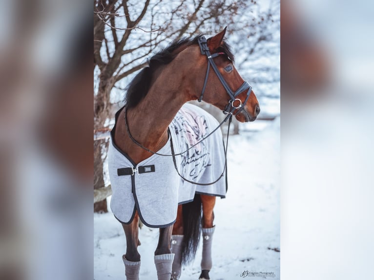 Hannoveraner Wallach 13 Jahre 168 cm Brauner in Klein Meckelsen